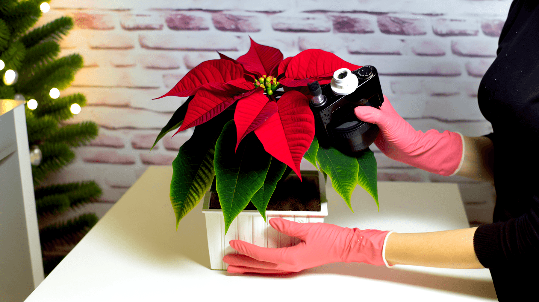 Accarezza la Tua Stella di Natale: Svelati i Segreti per una Pianta Felice
