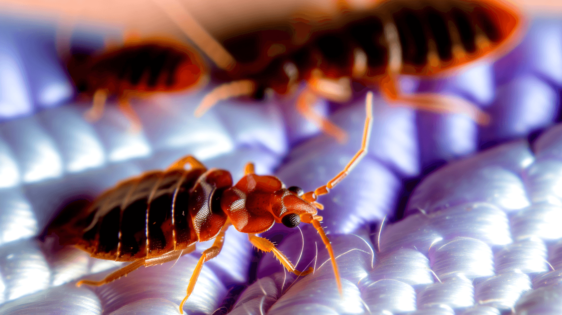 Come neutralizzare le cimici con metodi naturali per proteggere la tua casa