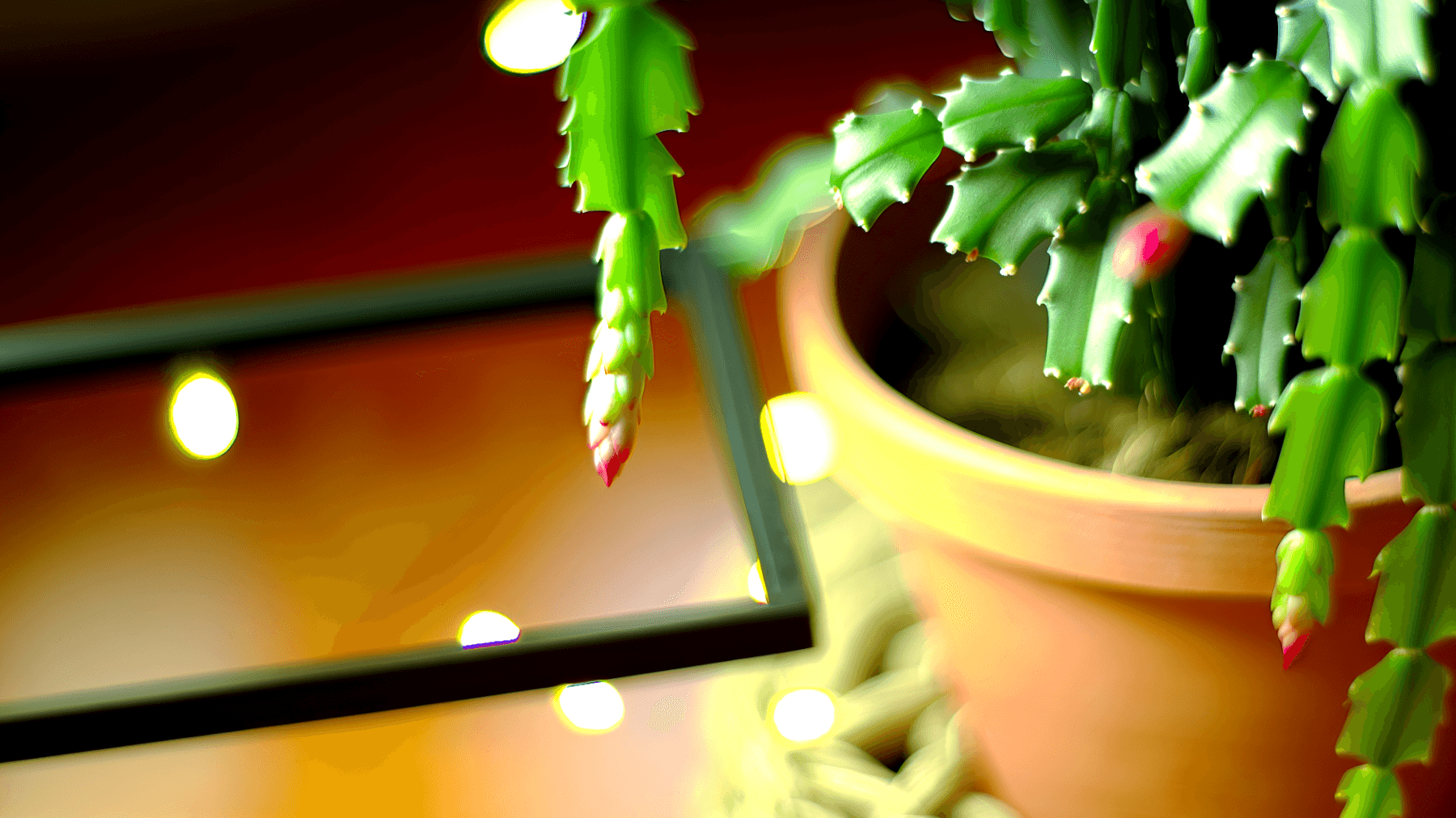 Segreti per Far Rifiorire il Tuo Cactus di Natale e Illuminare le Feste