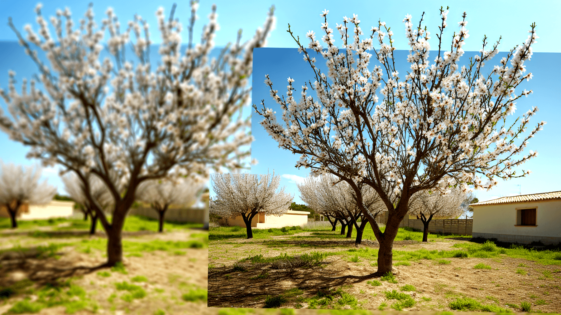 Come Accelerare la Fioritura del Mandorlo: Trucchi e Segreti per un Giardino in Fiore