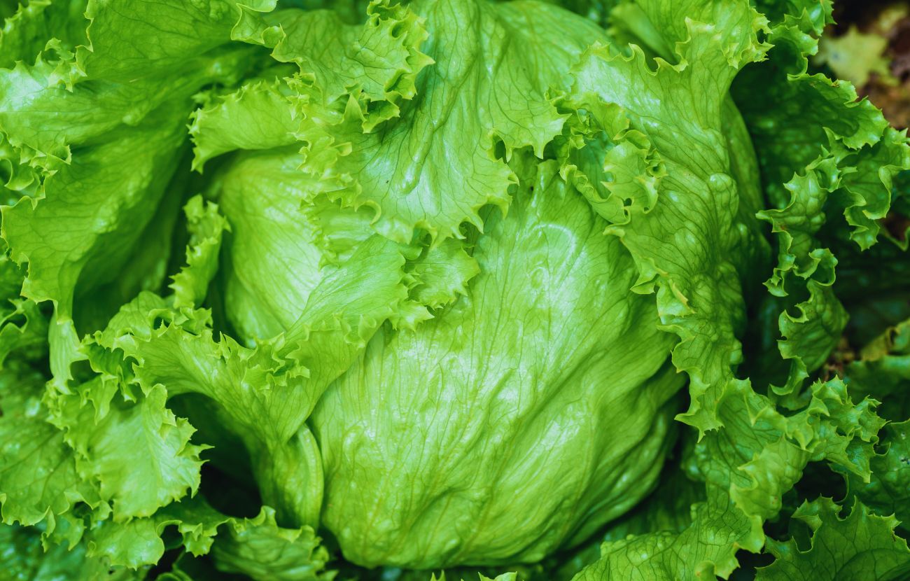 Il metodo per conservare la lattuga a 60 giorni è complesso ma efficace