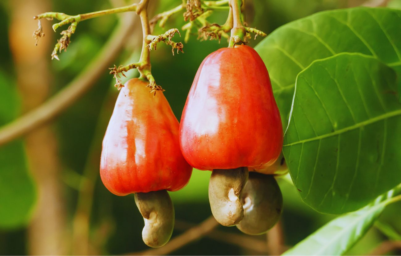 Perché gli anacardi costano così tanto? Semplice: questo è il frutto di ogni singola pianta.