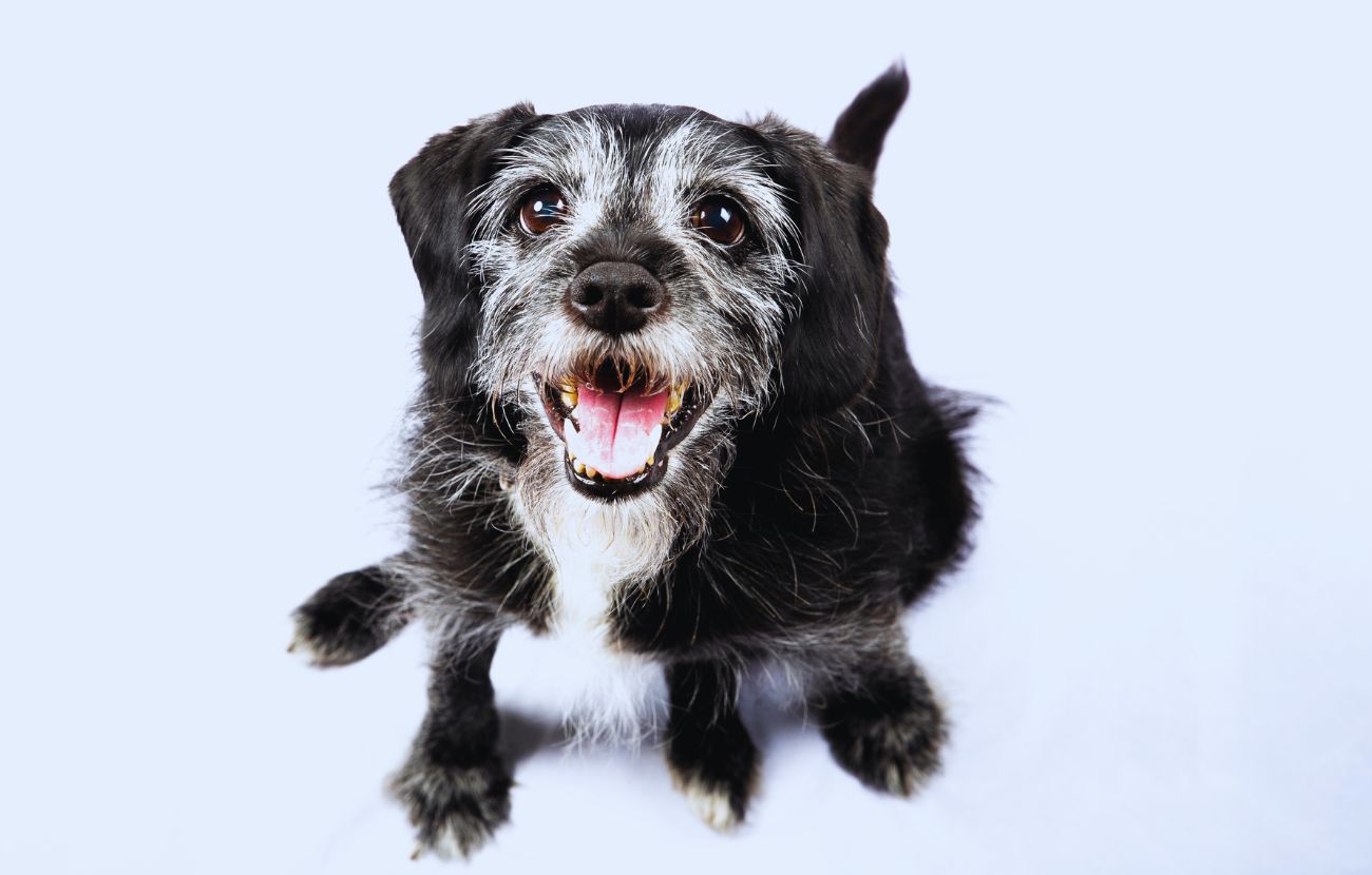 L'alimentazione di un cane anziano deve necessariamente cambiare.