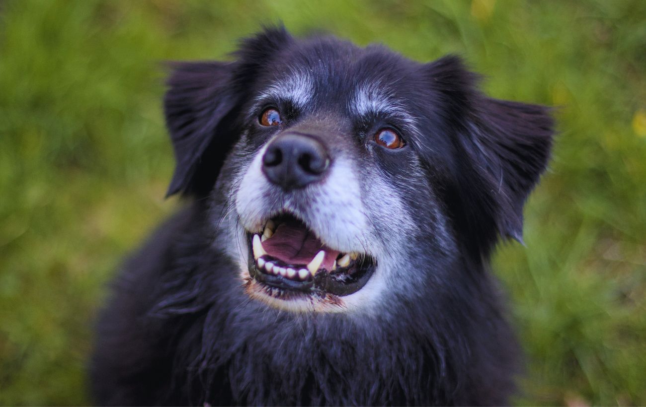 Un cane anziano, come dimostra la peluria bianca a ridosso del muso.