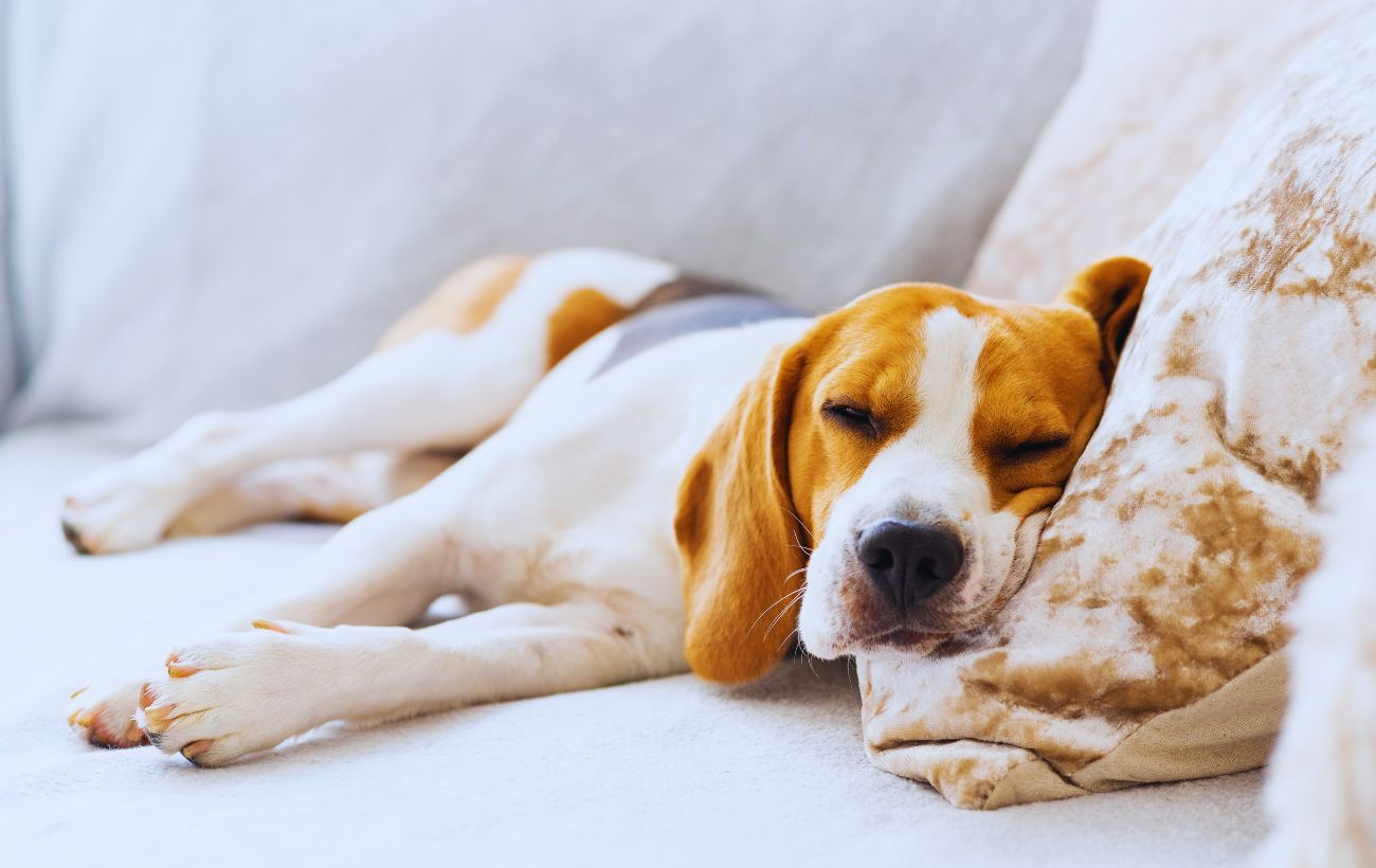 Il cane può dormire con il proprio padrone, ma non deve appropriarsi dello spazio