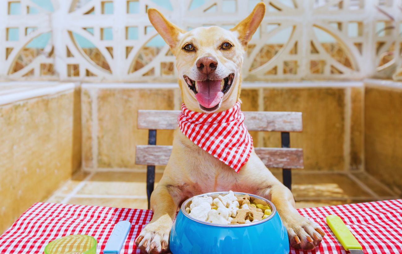 I cani amano mangiare, ma non dovrebbero superare i due pasti quotidiani.