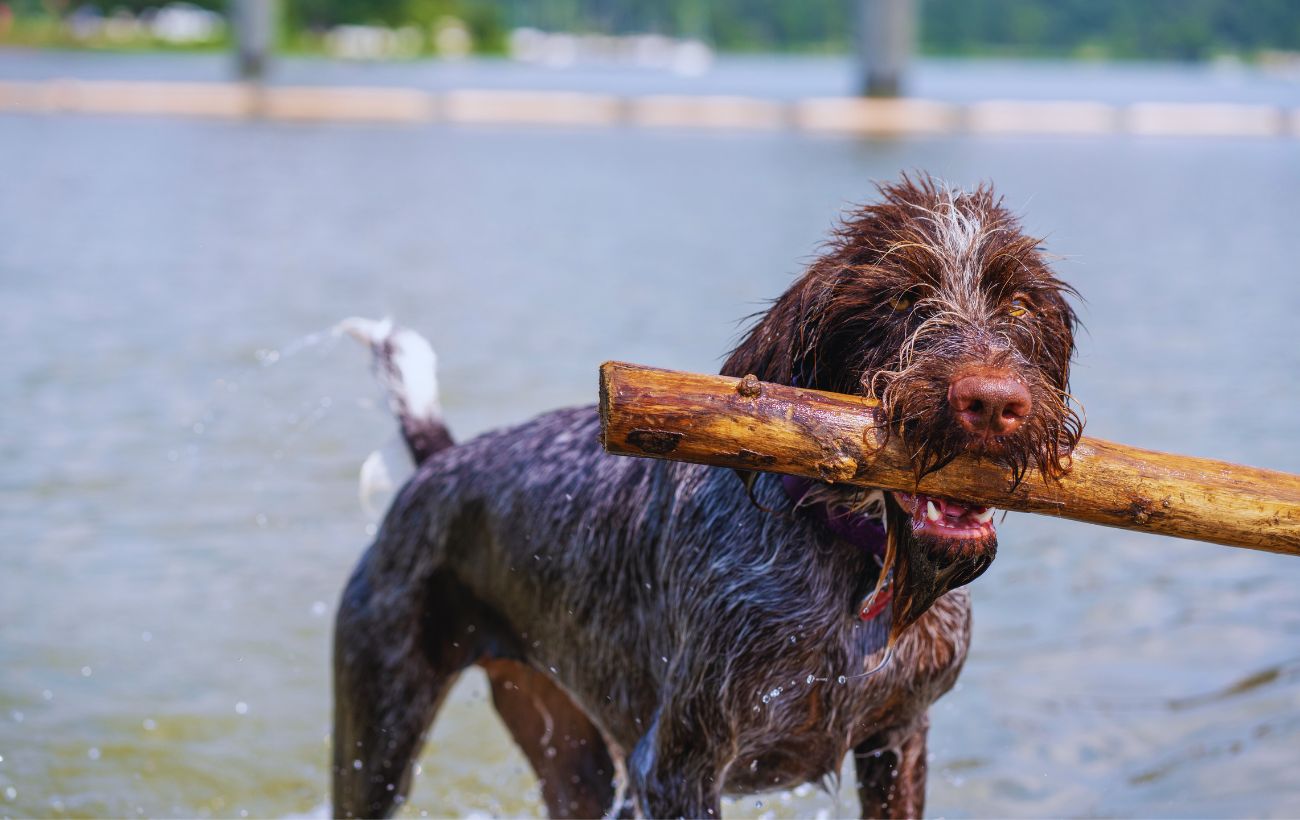 Alcuni cani amano portare oggetti casuali ai loro padroni