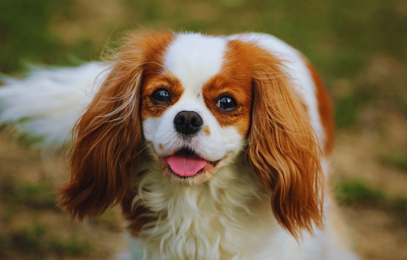 La razza Cavalier King Charles Spaniel è nella top 5 delle più affettuose verso gli esseri umani.
