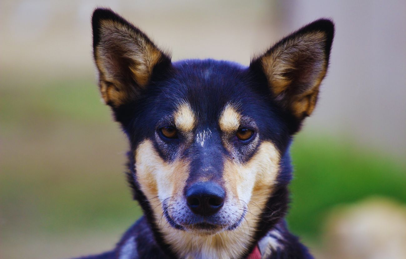 Com'è noto, l'udito dei cani è molto sviluppato e ciò permette loro di riconoscere anche la voce dei padroni con efficacia.