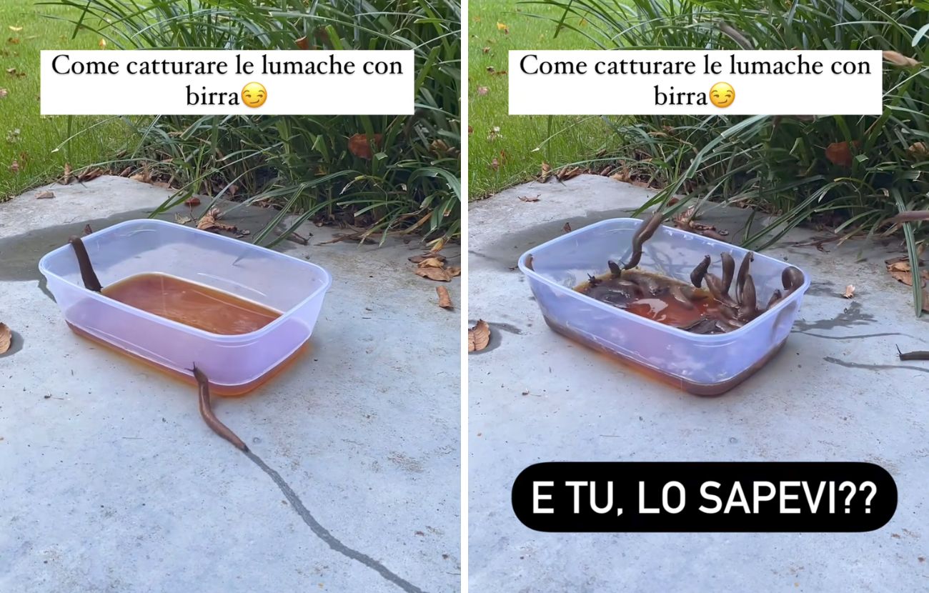 La tiktoker ha dimostrato di poter catturare decine di lumache con pochi cl di birra.