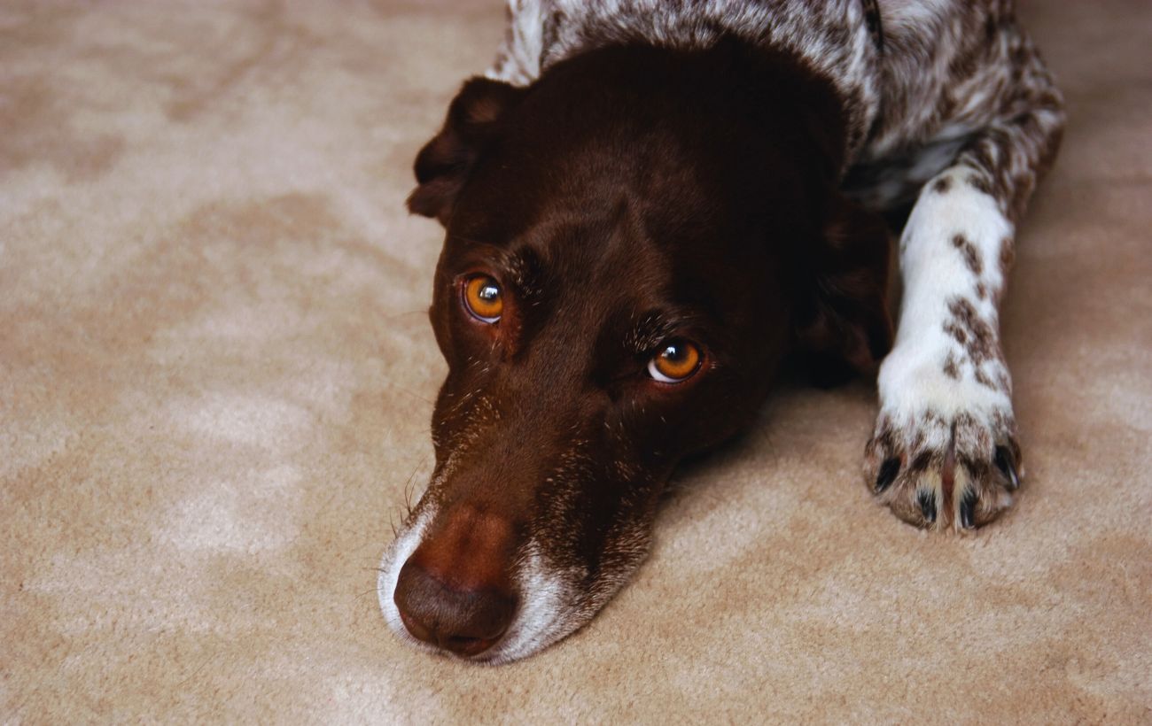 Fissare un cane negli occhi per troppo tempo (soprattutto se non è il proprio cane) è un comportamento da evitare, se si vuole lasciare l'animale tranquillo.