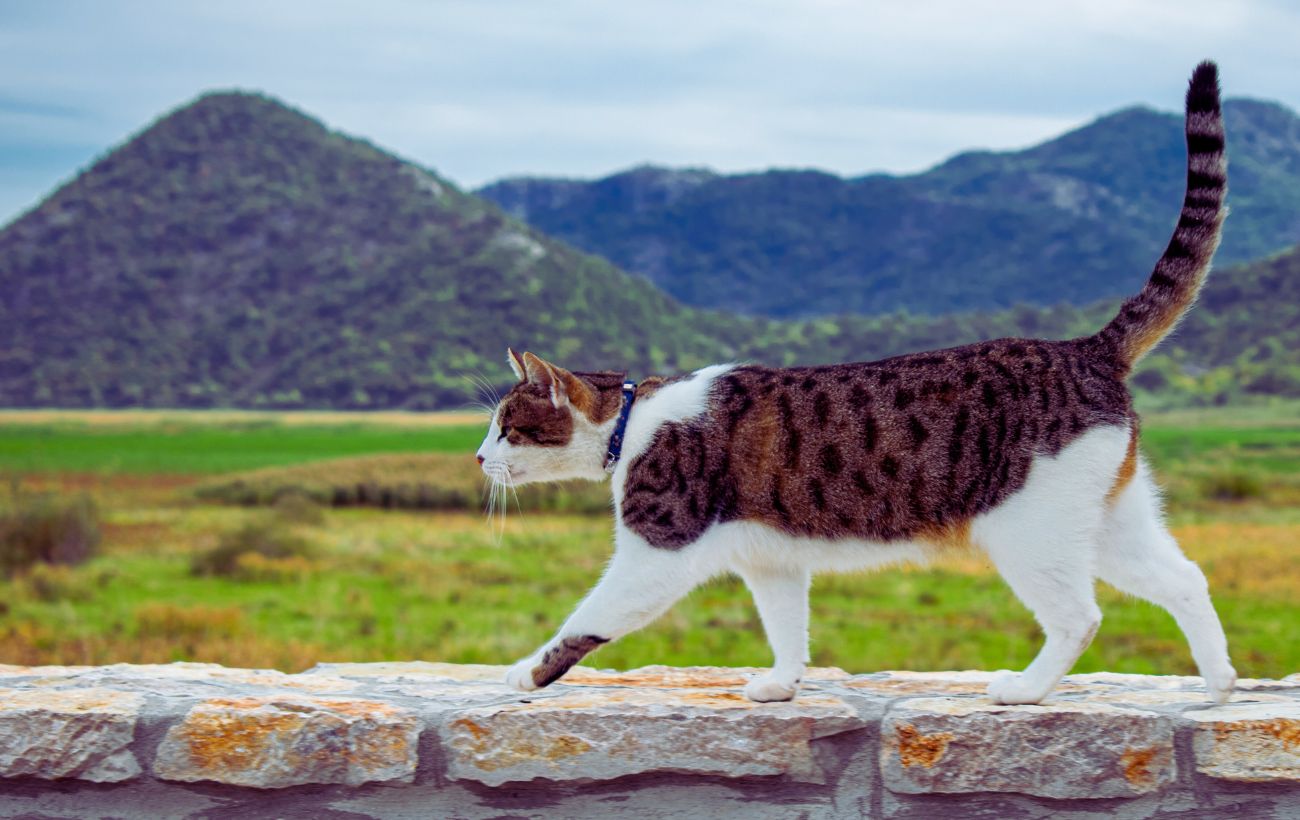 In un modo o nell'altro, i gatti sembrano in grado di tornare sempre a casa, anche quando si allontanano di alcuni chilometri.