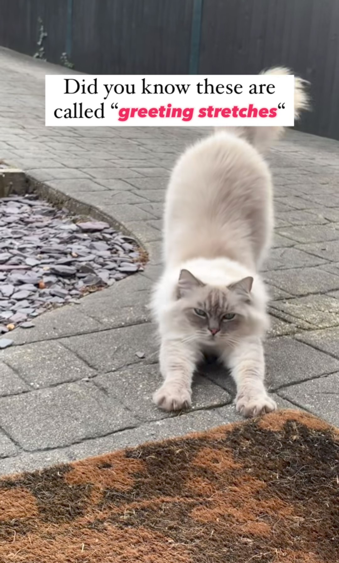 Alla pari dei cani, anche i gatti quando fanno "stretching" comunicano fiducia e amore al proprio padrone.