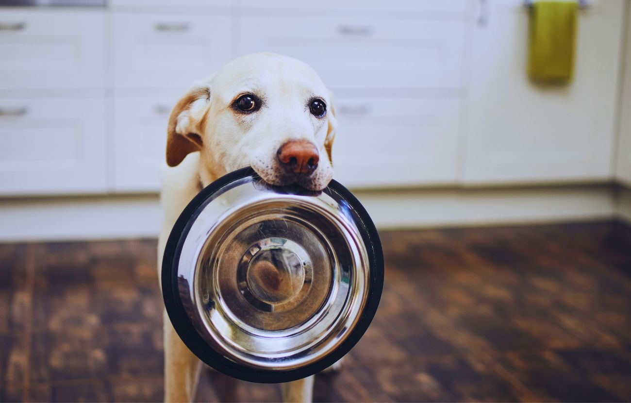 Una donna ha fatto notare come la sua amica abbia lavato la ciotola del cane insieme agli altri piatti
