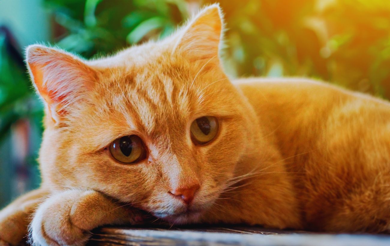 I gatti rossi sono particolarmente speciali perché 99 esemplari su 100 sono maschi.