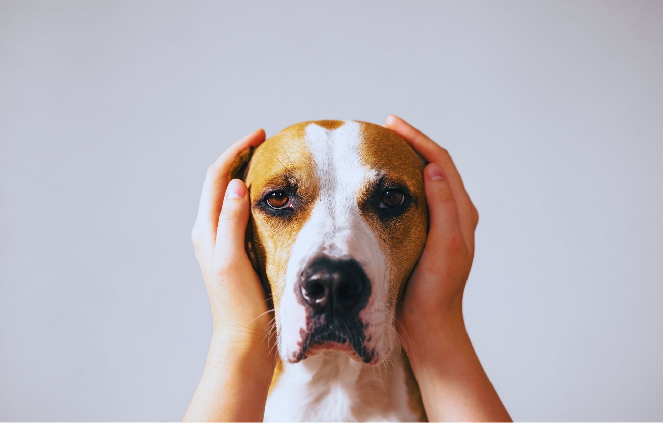 Il nome perfetto per un cane dev'essere breve.