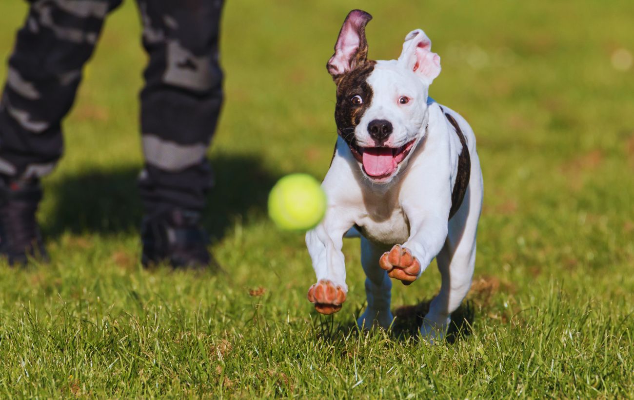 Sebbene i cani amino giocare con le palline da tennis, non sono affatto giocattoli sicuri.