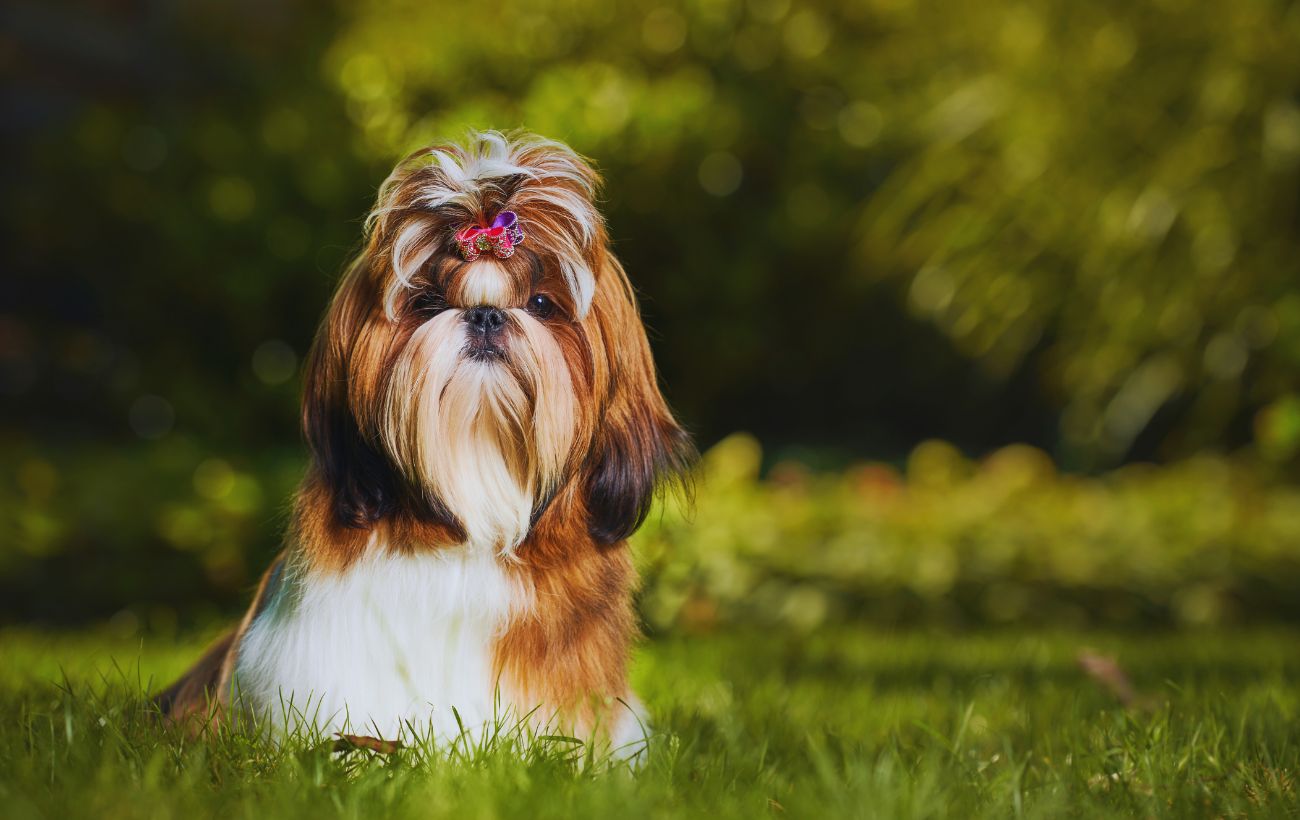 Lo Shih Tzu è una delle razze di cane perfette per padroni inesperti.