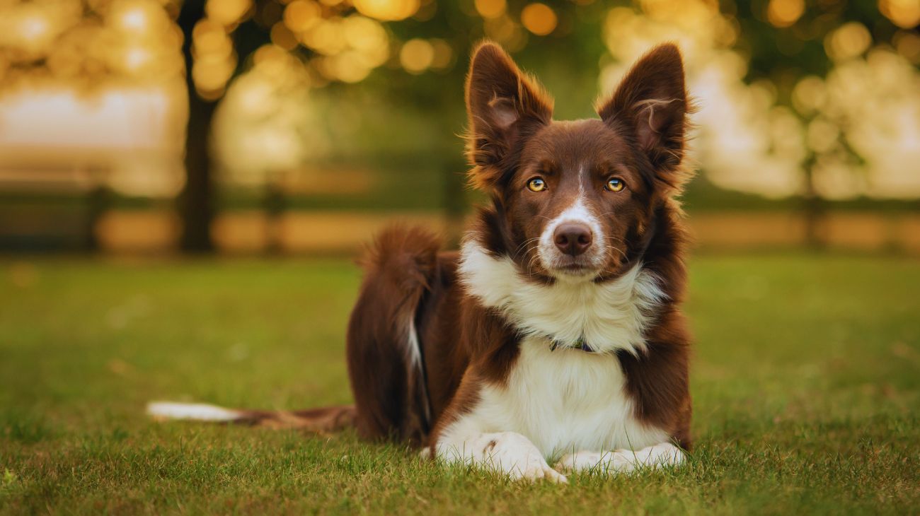 I Border Collie sono una delle razze canine più intelligenti in circolazione