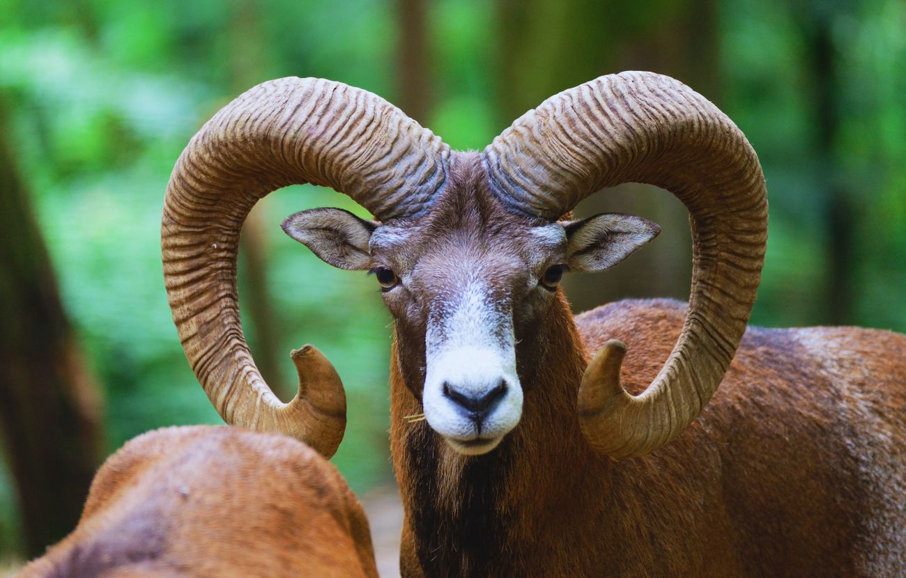 L'Ariete, come il suo animale guida, non ha paura di andare allo scontro.