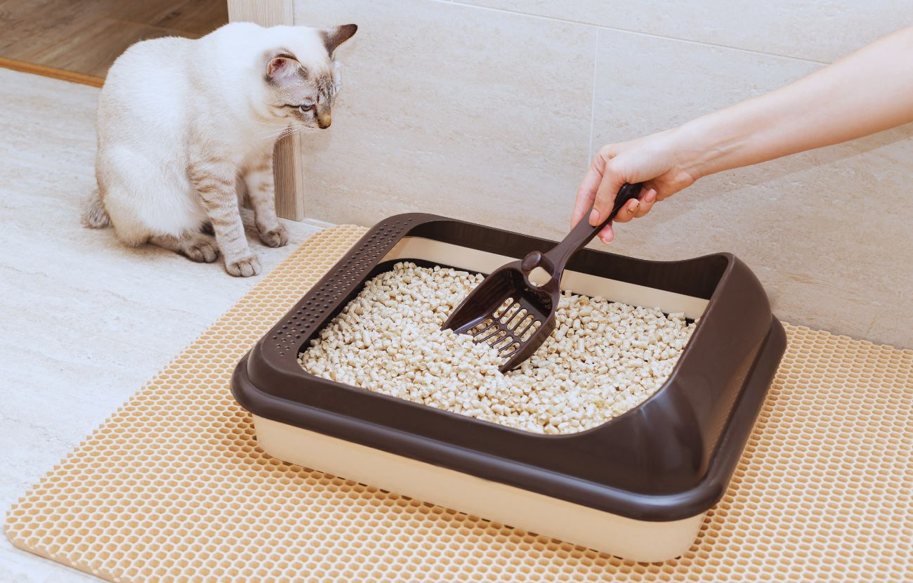 È importante smaltire correttamente la lettiera del gatto