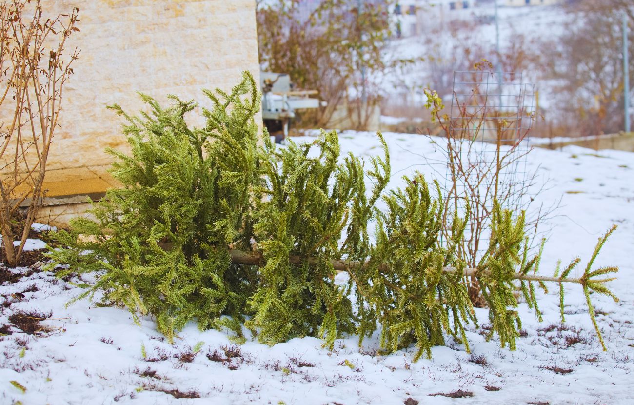 La data tradizionale per togliere l'albero di Natale è il 5 gennaio, non il 6.