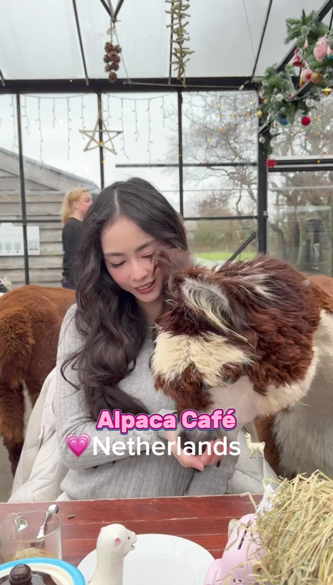 La content creator che dà da mangiare a un esemplare di alpaca.