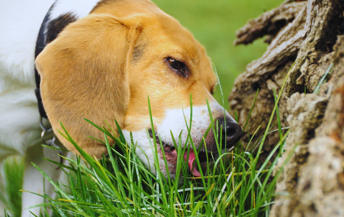 Un cane che mangia erba