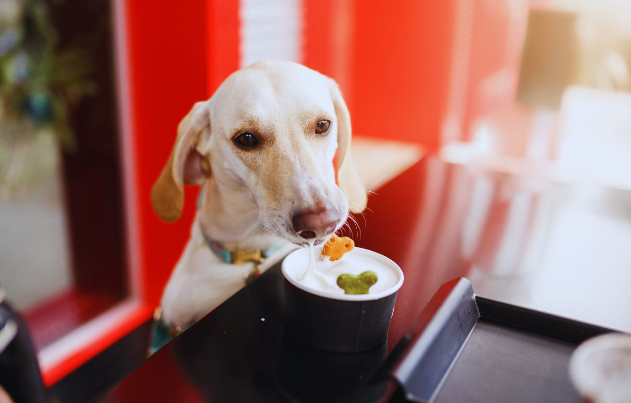 Gli amici dell'autore del post hanno portato il loro cane al ristorante perché il dog sitter che se ne doveva occupare aveva avuto un imprevisto.
