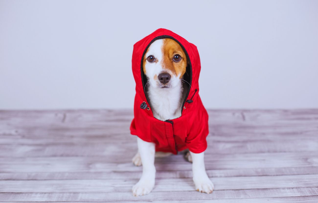 I cani di piccola taglia e dal pelo corto dovrebbero indossare il cappottino quando fuori ci sono 10 o meno gradi.