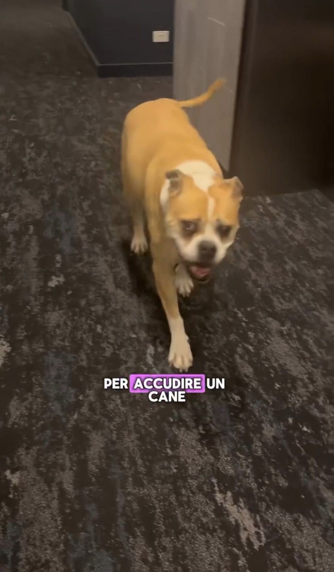 Questa è la cagnolina di 11 anni che i due hanno accudito, riuscendo a guadagnare l'equivalente di 1200€ nell'arco di due mesi.