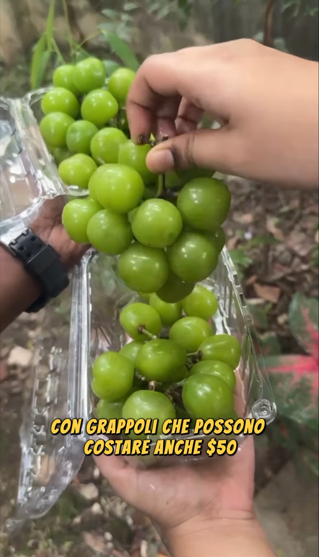 In Giappone la frutta è esteticamente perfetta, ma tanta bellezza si paga (eccessivamente)