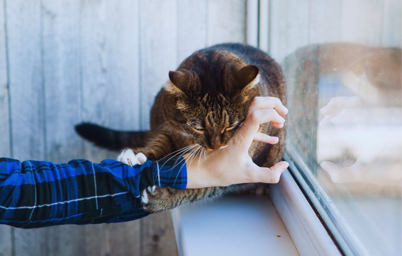 Quando un gatto morde la mano, sta dicendo: "Basta coccole", in estrema sintesi.