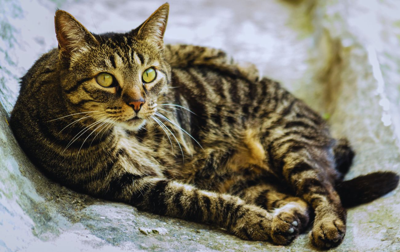 Un gatto dallo sguardo diffidente