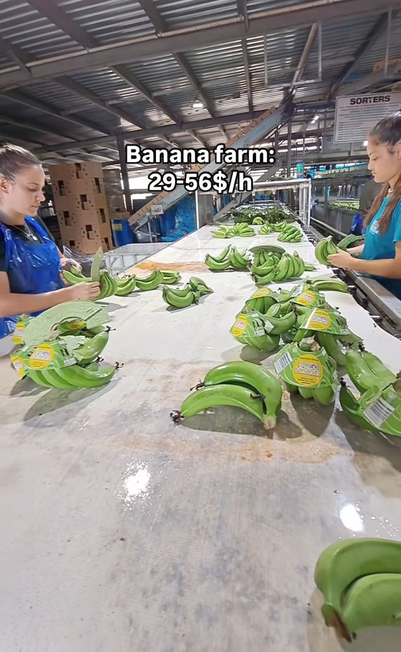 Lavorare nelle piantagioni di banana in Australia è uno dei lavori più remunerativi per gli expat.