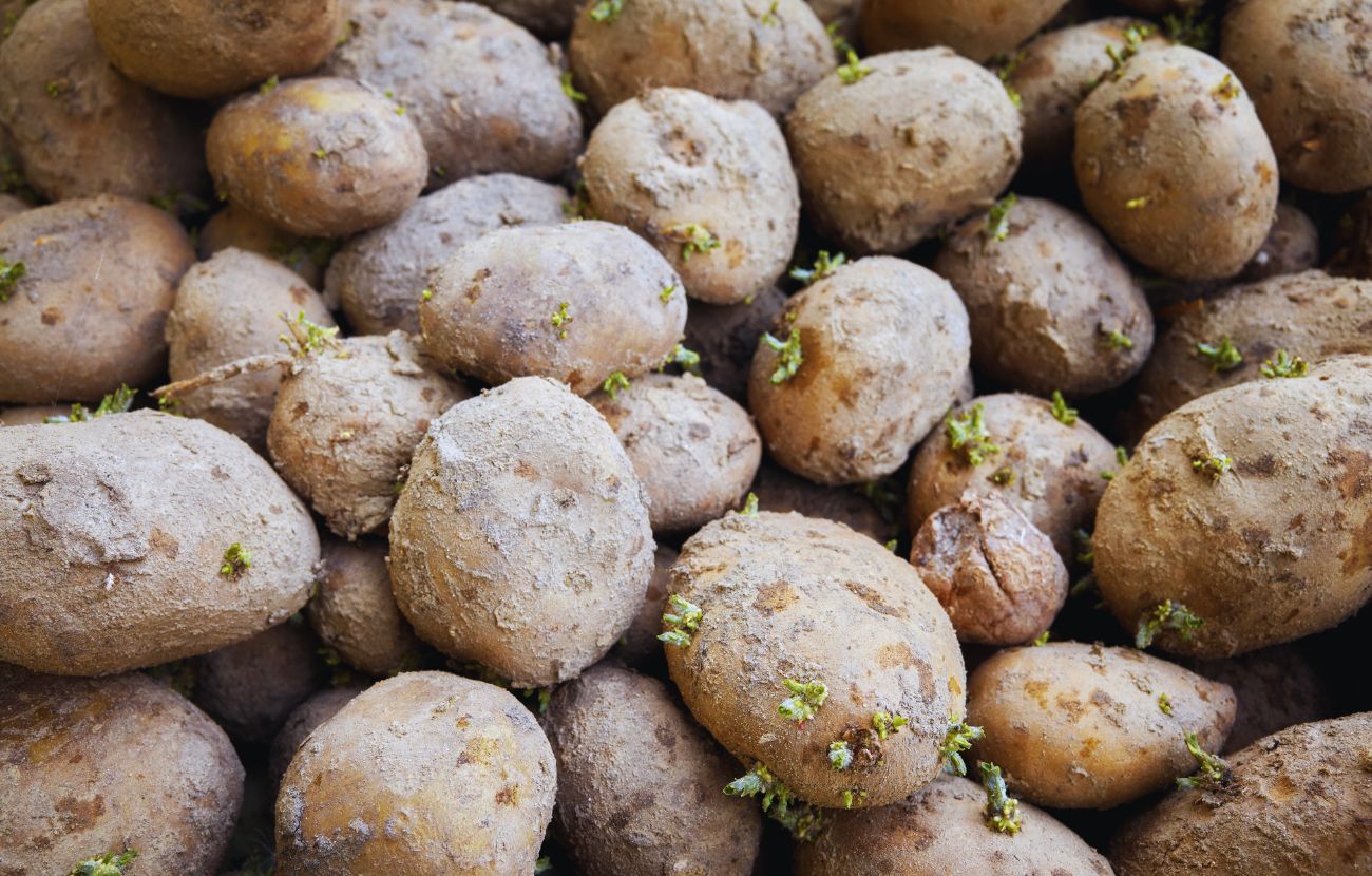 Le patate odiano il caldo e il freddo, quindi è bene tenerle a una temperatura che oscilli tra gli 8 e i 12 gradi