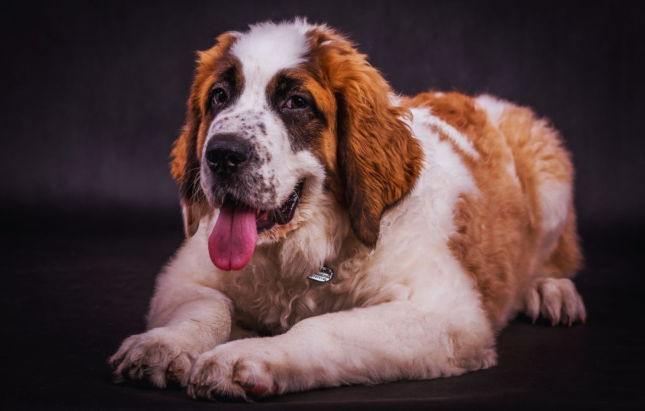 Il San Bernardo è una delle razze canine che abbaiano di meno, malgrado la stazza imponente.