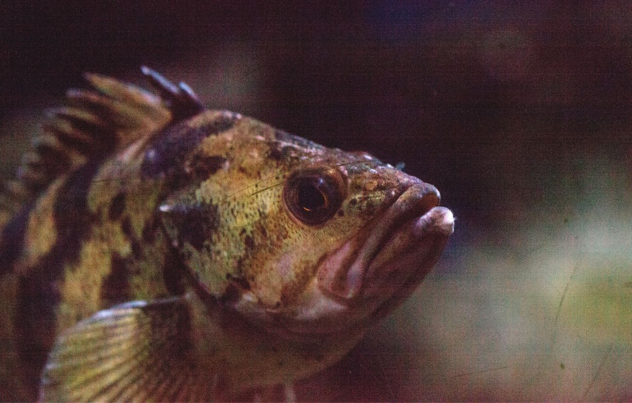 Sebastes Aleutianus è il pesce che vive più a lungo in tutto il regno animale.