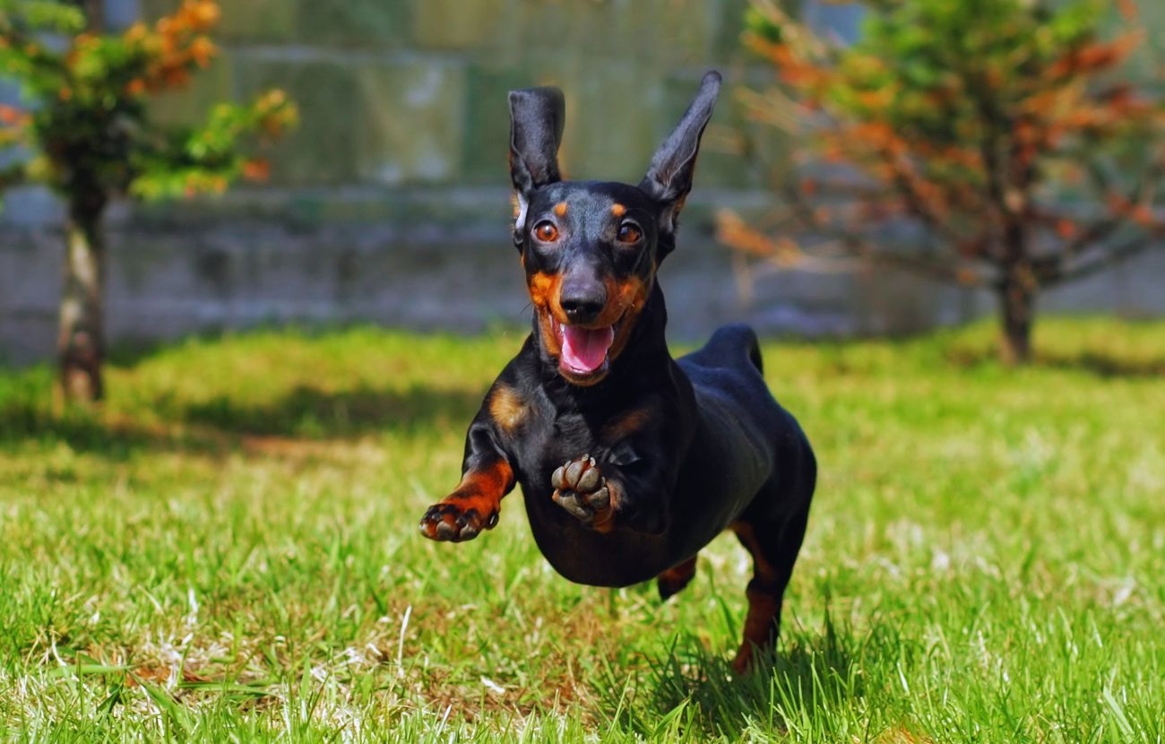 I cani "capiscono" l'assenza dei loro padroni e manifestano tutta la loro felicità quando li rivedono.