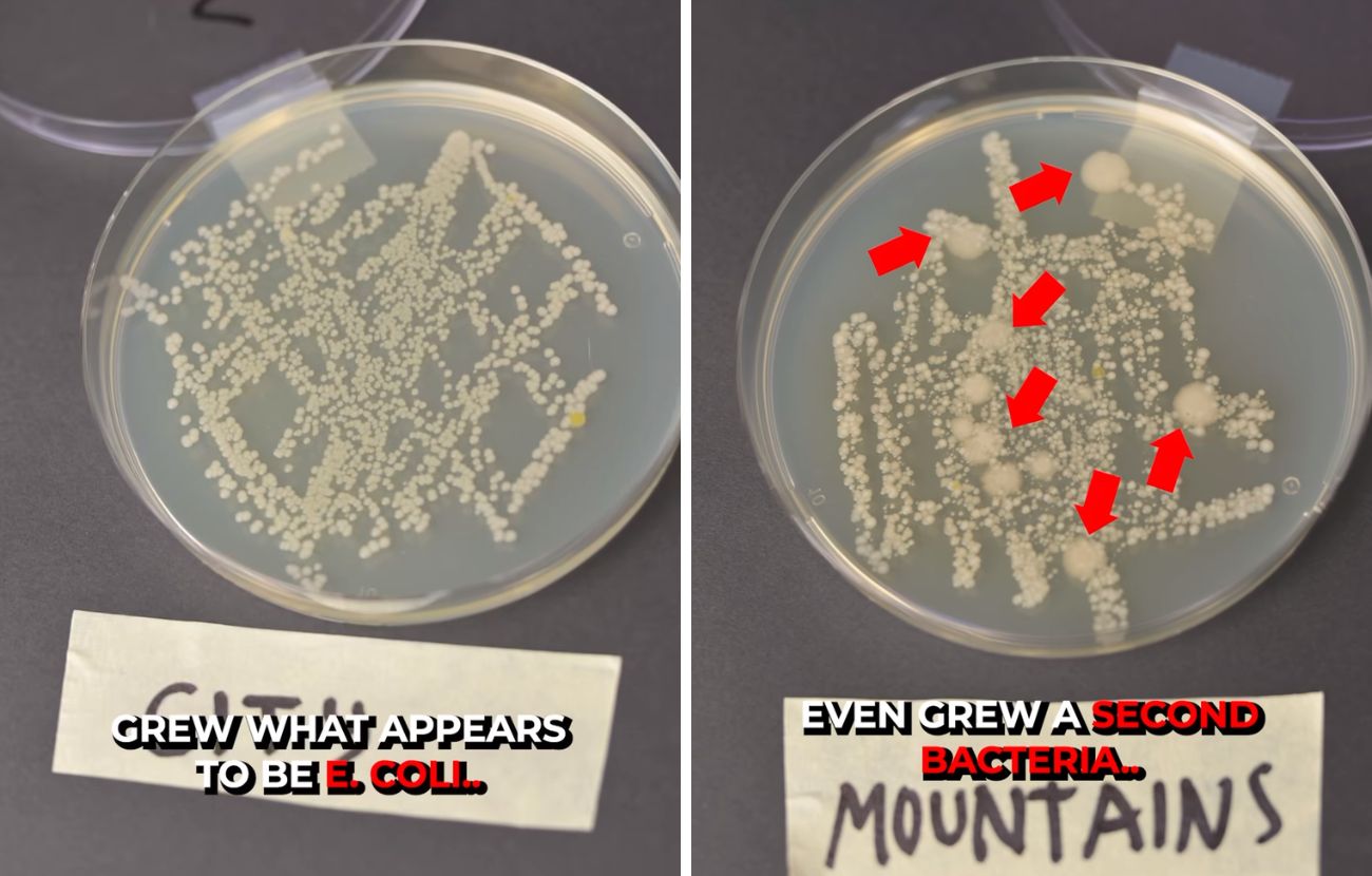 A sinistra i batteri presenti nell'acqua piovana caduta in città, a destra quelli nell'acqua piovana di montagna.