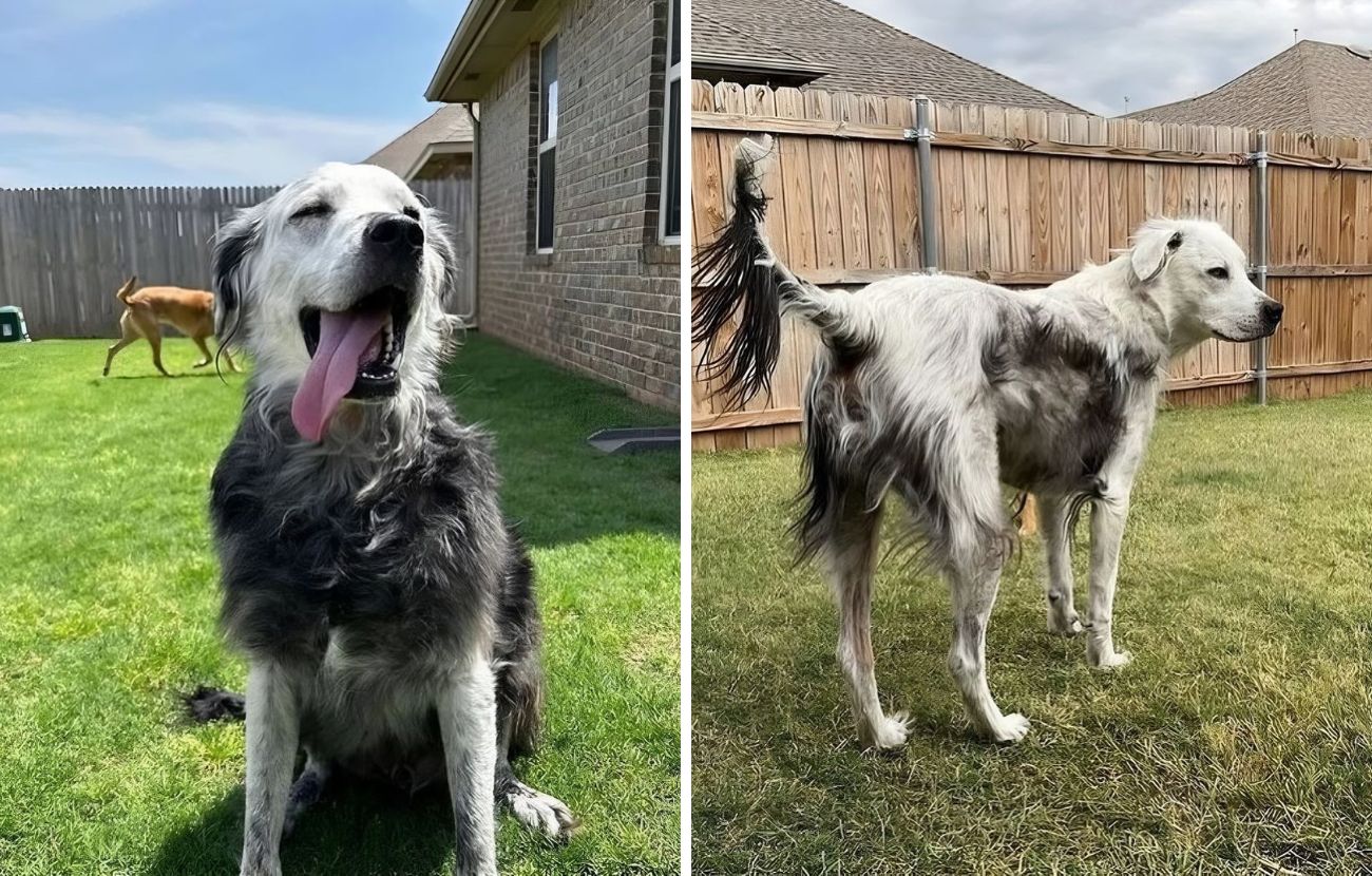 Buster nella fase intermedia della trasformazione del suo pelo da nero a bianco.