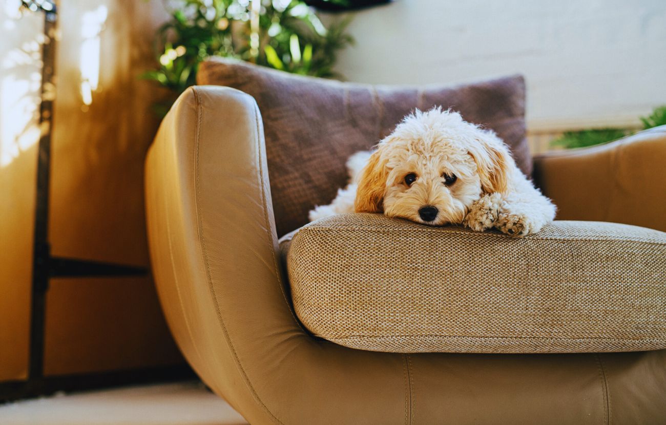 I cani abituati a seguire il proprio padrone ovunque sviluppano quasi sempre ansia da separazione e vivono malissimo i periodi di assenza dei loro umani preferiti.