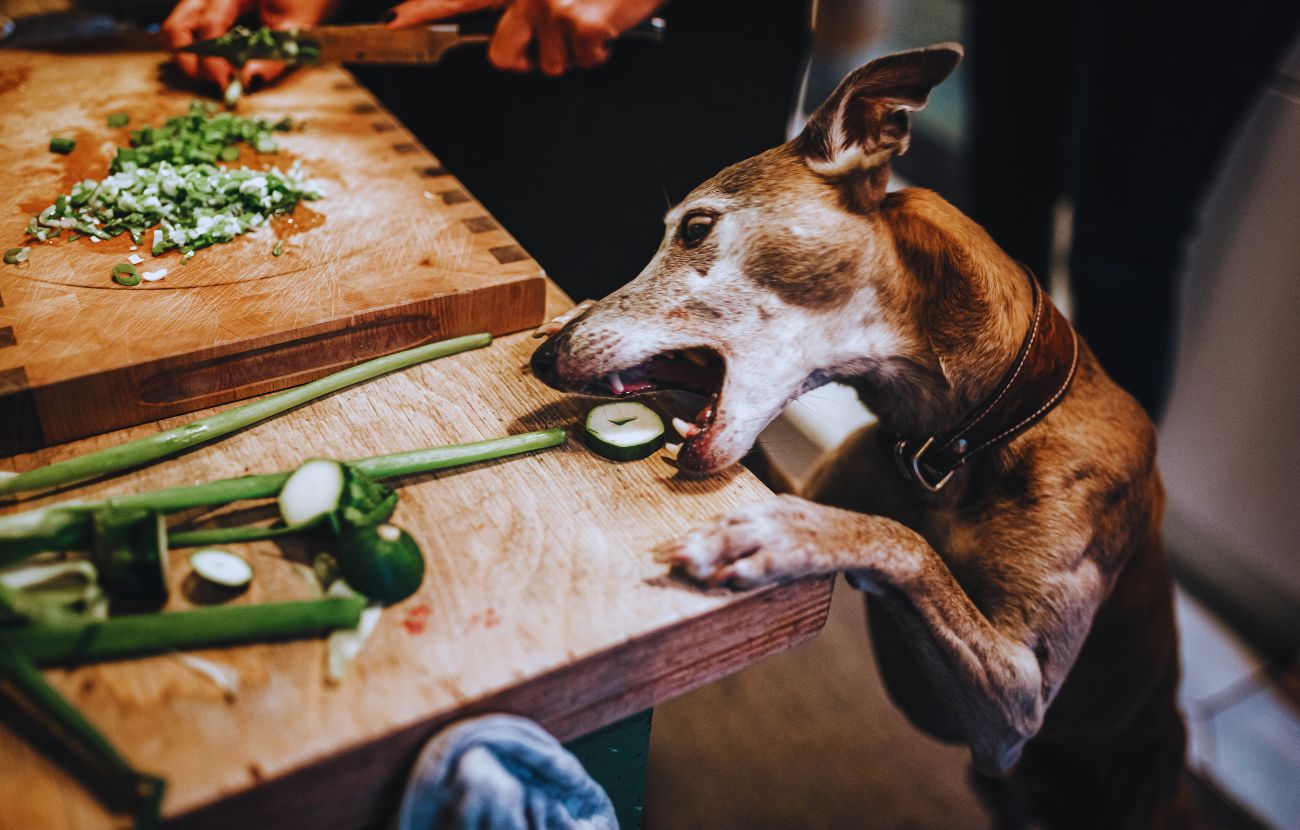 I cani possono consumare alcune verdure, ma la chiave è la moderazione.
