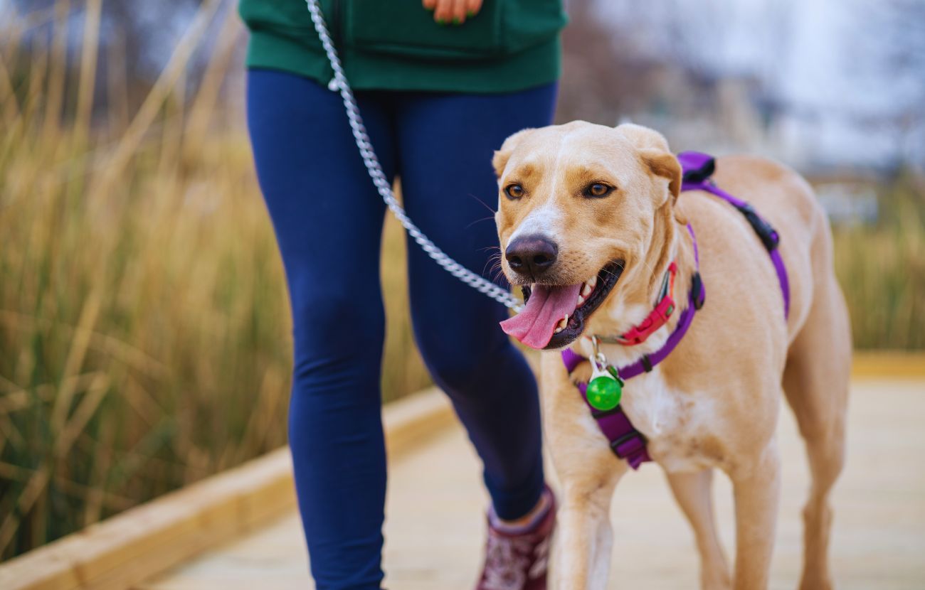 Il dog sitter ha ammesso di essere rimasto male per la reazione dell'amica, "furiosa" perché si è trovata a spendere 1400$ per il suo cane.
