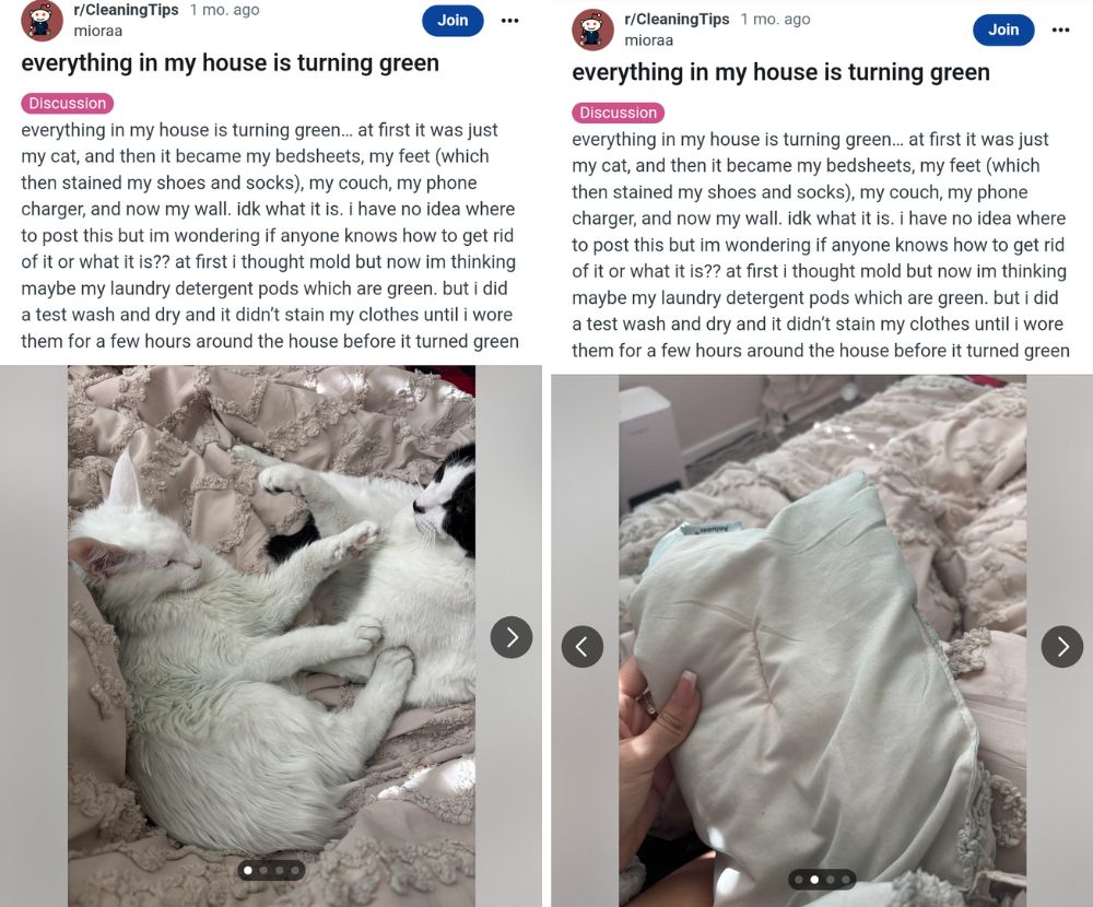 Il pelo del gatto e altri oggetti presenti in casa erano diventati verdi: ciò ha portato la donna a scoprire che la "colpa" era del jeans dell'amante del marito.