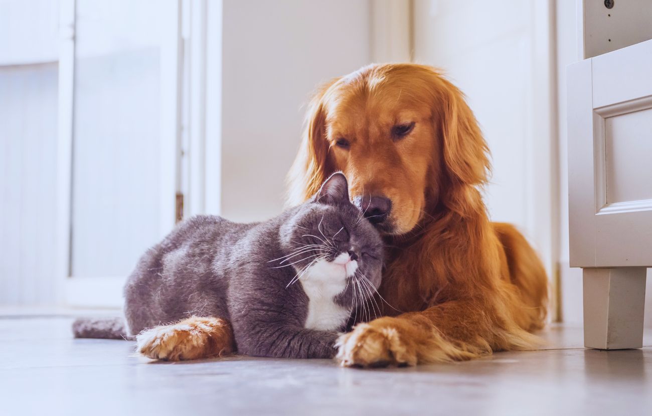 I cani e i gatti hanno intelligenze diverse e difficilmente paragonabili.