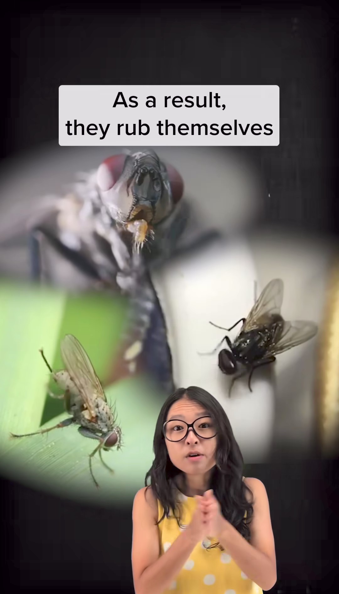 Per le mosche, è normalissimo "sfregare" le proprie zampe.