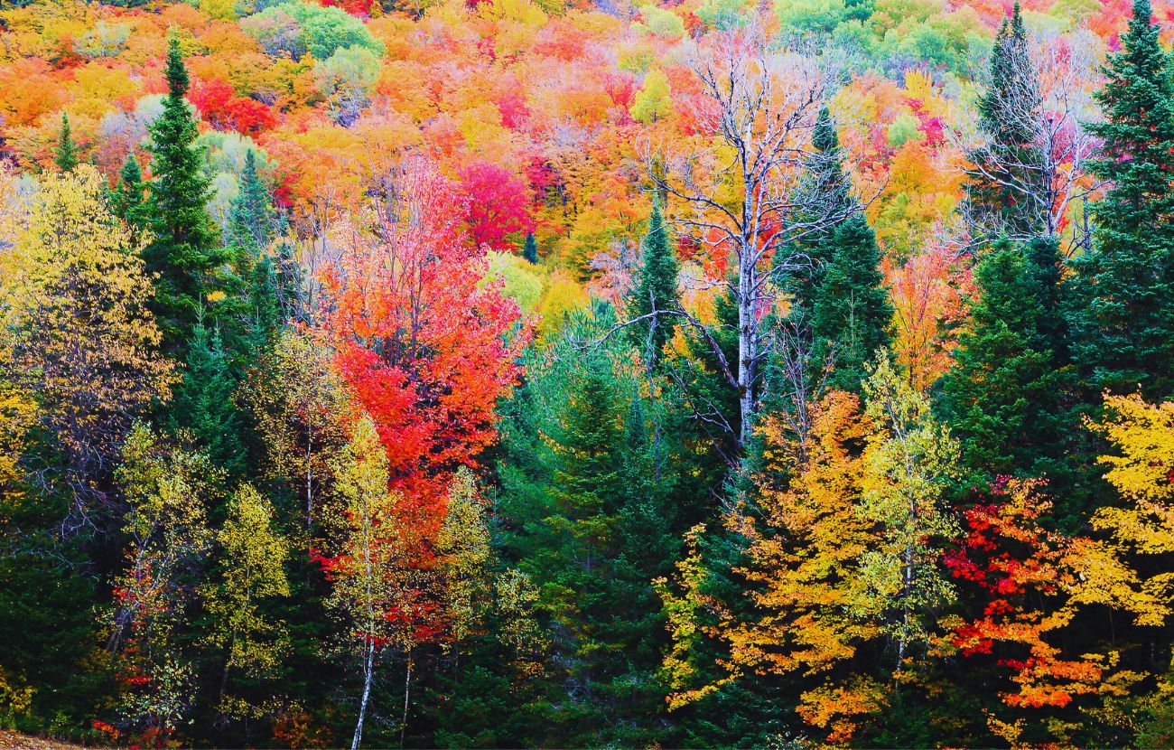 L'autunno è la miglior stagione in cui nascere.