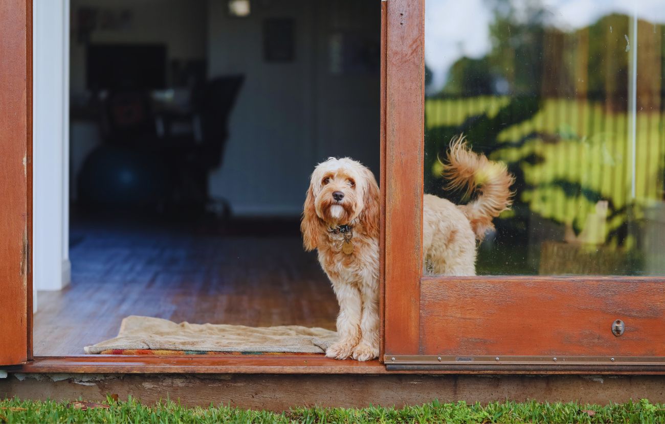 Per evitare di trasmettere ansia al proprio cane, bisogna essere imprevedibili. Seguire sempre la stessa routine quando si va via di casa lo porta a memorizzare determinate scelte.