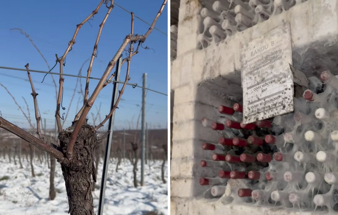 A sinistra il vitigno antichissimo, a destra alcune bottiglie di diversi anni fa.